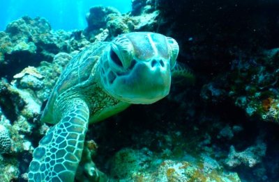 В Кипър затвор чака всеки, обезпокоил морска костенурка