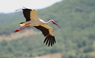 Бягат ли щъркелите от войните? Ето истината за миграционните им пътища