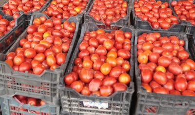 Шок в Румъния: Първите домати за сезона стигнаха 20 евро килото