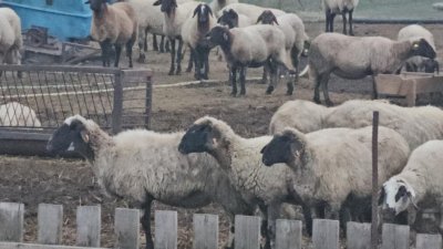 Предотвратиха незаконен внос на овце от Гърция