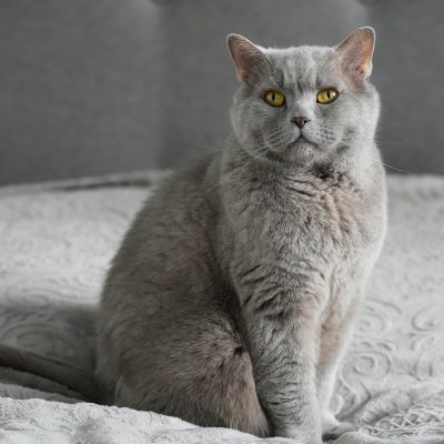 Почина Румен - най-известната котка в България