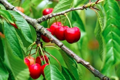 Ще ядем ли по-евтини череши? 