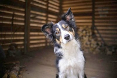 Разследват смъртта на куче в Ловешко