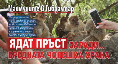 Маймуните в Гибралтар ядат пръст заради&hellip; вредната човешка храна