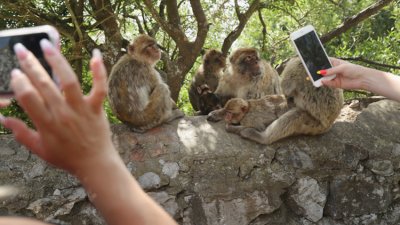 Маймуните в Гибралтар ядат пръст заради&hellip; вредната човешка храна
