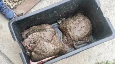 Хванаха незаконен улов на калкан и бяла мида в Балчик и Варна