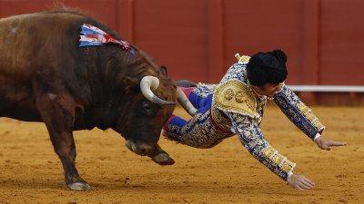 Бик коварно разпра задника на Краля на матадорите в Испания