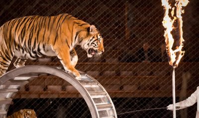 Шок и ужас: Тигър скочи в публиката по време на цирково шоу в Русия