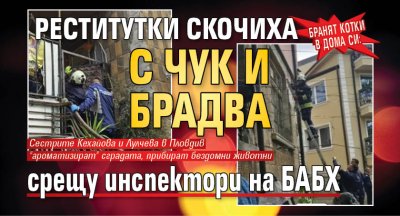 Бранят котки в дома си: Реститутки скочиха с чук и брадва срещу инспектори на БАБХ 