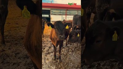 Хванаха голямо огнище на Бруцелоза край Симитли 