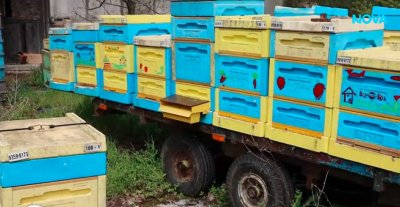 Дъмпинг убива пчеларския занаят в България 