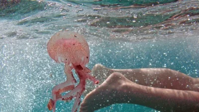 Нашествие от лилави медузи в Гърция