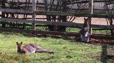 Кенгуру албинос се роди в зооцентъра в Добрич