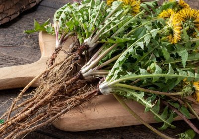 Корен от глухарче убива 90% от раковите клетки