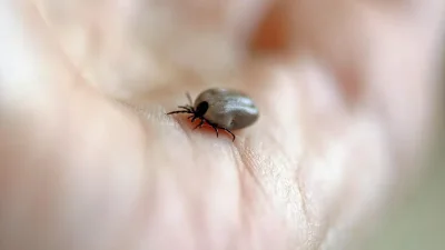 Кърлежи налазиха пловдивчани