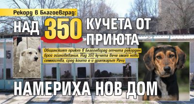 Рекорд в Благоевград: Над 350 кучета от приюта намериха нов дом
