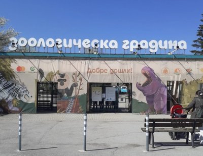 Бой пред Софийския зоопарк, жена пазила паркомясто с тялото си