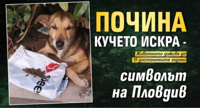Почина кучето Искра - символът на Пловдив