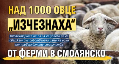 Над 1000 овце &bdquo;изчезнаха&ldquo; от ферми в Смолянско