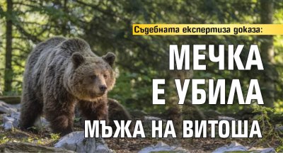 Съдебната експертиза доказа: Мечка е убила мъжа на Витоша