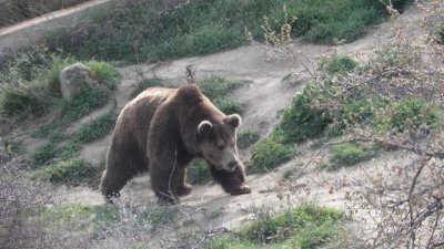 Следи от мечка и малко мече са отрити по тялото на мъжа, открит мъртъв край хижа "Рудничар"
