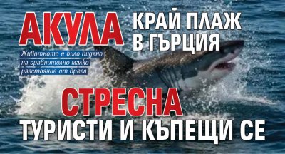 Акула край плаж в Гърция стресна туристи и къпещи се