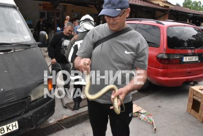 Шок на зеленчуковия пазар в Хасково: Змия пълзи в краката на минувачите