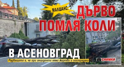 Малшанс: Дърво помля коли в Асеновград (СНИМКИ)