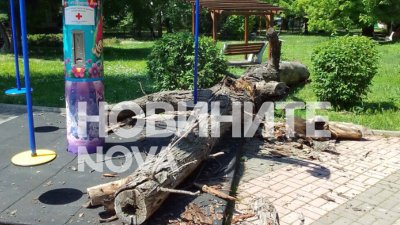 Дърво падна върху въртележка с дете в центъра на Чирпан