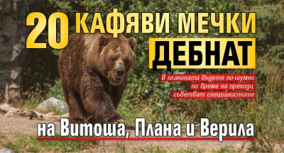 20 кафяви мечки дебнат на Витоша, Плана и Верила
