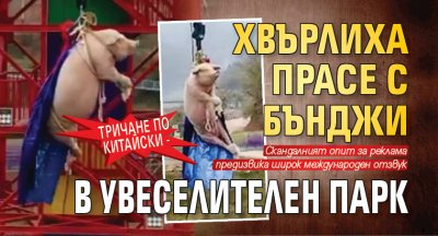 Тричане по китайски - хвърлиха прасе с бънджи в увеселителен парк (ВИДЕО)