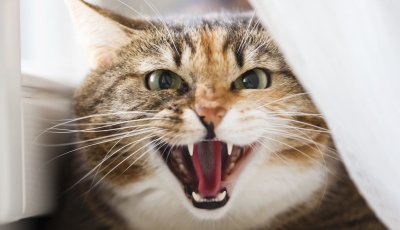 "Лоша" котка държа два дни стопанката си "за заложник" в кухнята