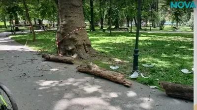 Инцидент в Пловдив: Изгнило дърво рухна на метри от деца и родители