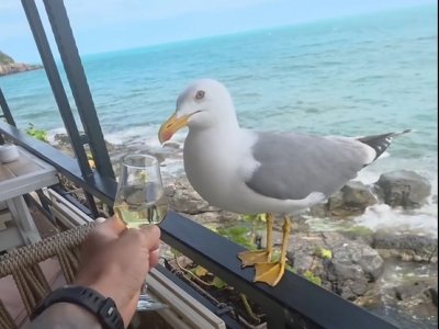 ХИТ ВИДЕО: Гларус кърка ракия