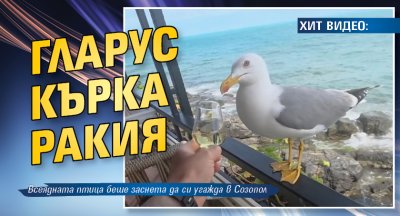 ХИТ ВИДЕО: Гларус кърка ракия