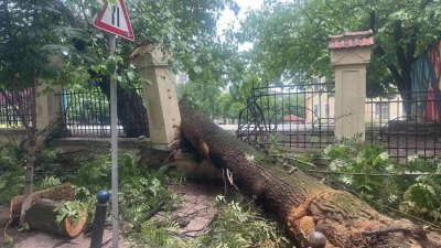 Дърво размаза 2 коли в центъра на София (СНИМКИ)