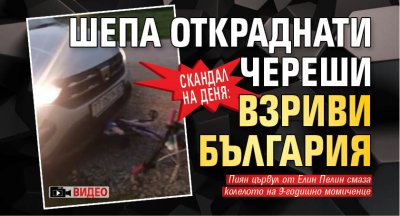 Скандал на деня: Шепа откраднати череши взриви България (ВИДЕО)