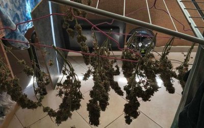 Арестуваха наркоман с килограм кокаин в София, друг суши марихуана на простора