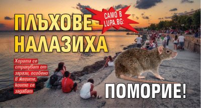 Само в Lupa.bg: Плъхове налазиха Поморие!