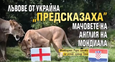 Лъвове от приют за големи котки във Великобритания се превърнаха