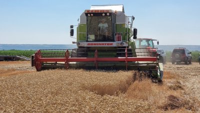 Пожар погълна 30 декара ечемик