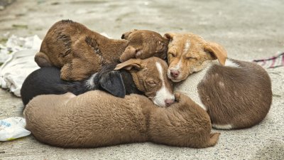 Разследват жестоко убийство на 8 новородени кученца