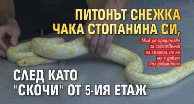 Питонът Снежка чака стопанина си, след като "скочи" от 5-ия етаж 