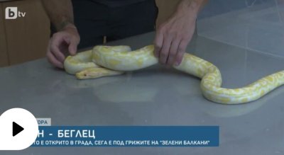 Питонът Снежка чака стопанина си, след като "скочи" от 5-ия етаж 