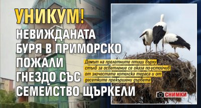 УНИКУМ! Невижданата буря в Приморско пожали гнездо със семейство щъркели (снимки)