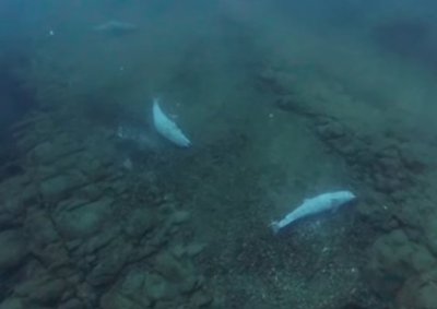 Водолази заснеха "гробище" на бебета делфини край Приморско