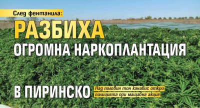 След фентанила: Разбиха огромна наркоплантация в Пиринско