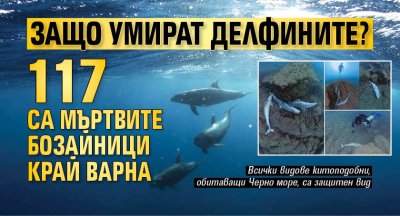 Защо умират делфините? 117 са мъртвите бозайници край Варна 