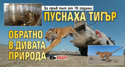За пръв път от 70 години: Пуснаха тигър обратно в дивата природа (видео)