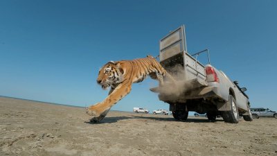 За пръв път от 70 години: Пуснаха тигър обратно в дивата природа (хит снимки)